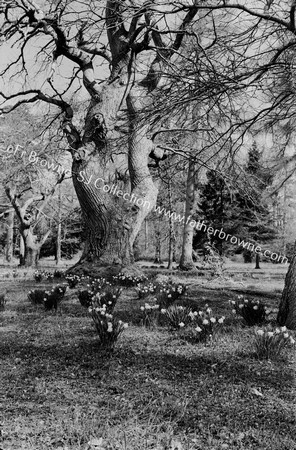 TREES IN GRAPERY SPRING TIME OR DAFFODIL TIME